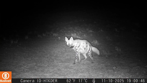 İlk kez görüntülendi! Dikkat çeken bulgu: Türkiye'de yalnızca Hatay'da birlikte yaşıyorlar