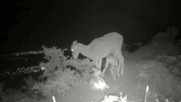 Karaman'da fotokapana yansıyan muhteşem görüntü | 'Doğada değişmeyen tek gerçek' notuyla paylaşıldı