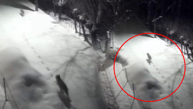 Dağdan şehir merkezine indiler! 'Evlerimize yanaşmaya başladılar, sürü halinde dolaşıyorlar'