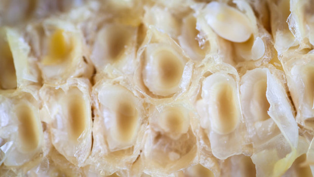 Hücreleri yeniliyor, hormonları destekliyor! Kovandan gelen gençlik sırrı