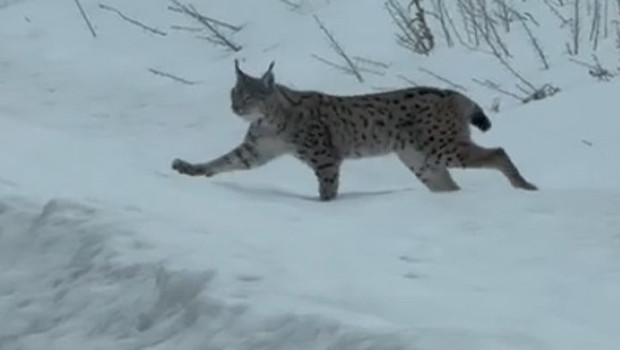 Nesli Tükenme Tehlikesindeki Vaşak Bayburt'ta Görüntülendi Mi?
