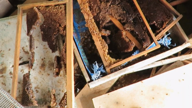 Taşkent'teki Ayı İstilası: Balcılar Mahallesi'nde Neler Oluyor?