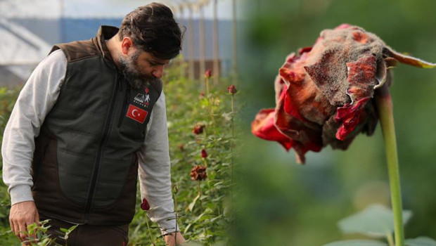 Adana'yı don vurdu: Dalında kurudu! 'Fiyatı yüzde 50 arttı, 14 Şubat'ta daha da yükselecek'