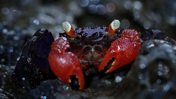 Etkileşim uğruna hayatını kaybetti: 'Şeytan yengeci' sonu oldu