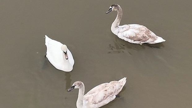 Göç yolunda yorgun düşen kuğulara özel koruma