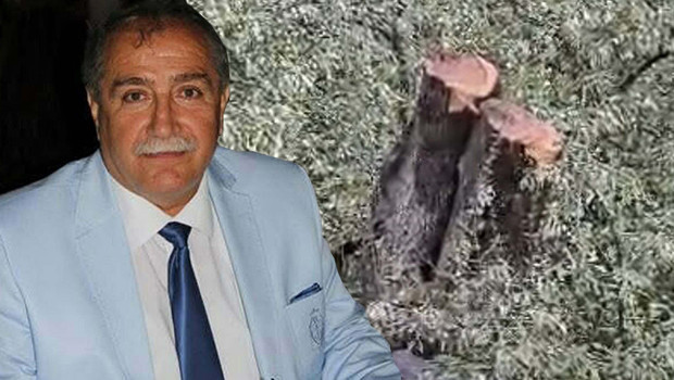 Milas'taki zeytin ağacı kesimine ilişkin soruşturma sonrası CHP ilçe başkanı istifa etti