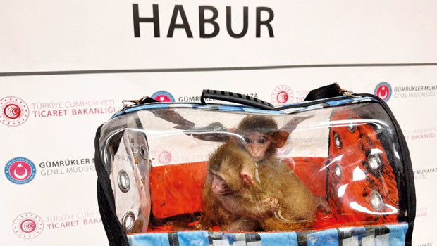 Kaçakçıların ‘hayvanat bahçesi’