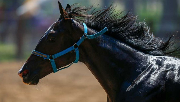 TİGEM’den 'yarış atları kayıp' iddialarına açıklama