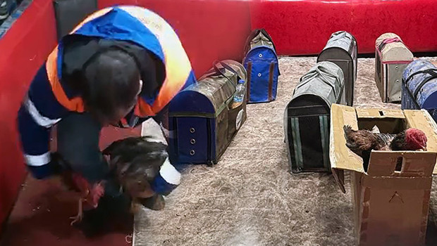 Temizlik İşçisi Kılığındaki Polisten Horoz Dövüşüne Şok Baskın mı?