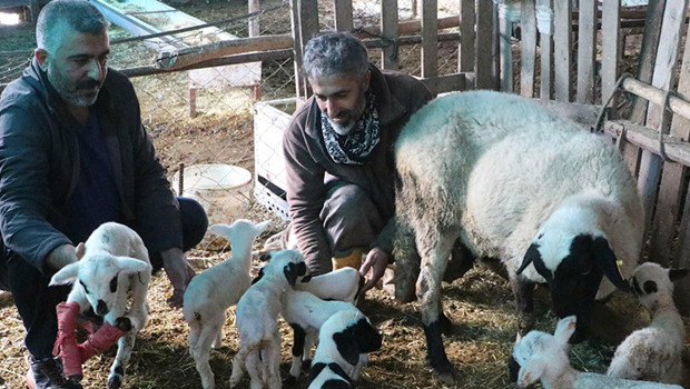 Koyunu doğum yapan çiftçi hayretler içinde kaldı: Böylesini ilk kez duydum ve gördüm