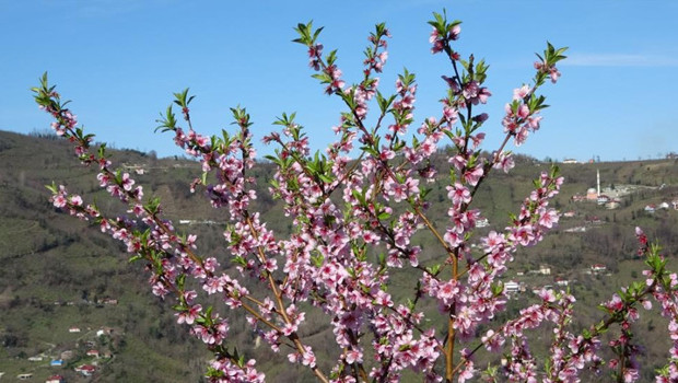 Ordu'da yalancı bahar: Meyve ağaçları çiçek açtı