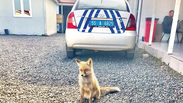 Yavru tilki polislerle dost oldu... Poligonun ‘Barut’u