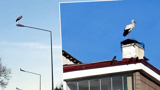 Kentte hava sıcaklığı mevsim normallerinin üzerine çıktı: Bina çatılarında göründü! 'Bu yıl biraz erken geldiler'