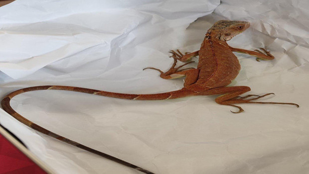 Nevşehir'de evinde izinsiz iguana besleyen kişiye 15 bin TL ceza