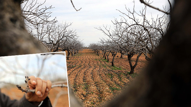 Bölgede yeşil altın olarak anılıyor: Tam 120 bin ton bekleniyor! '2026 yılı bereketli olacak'