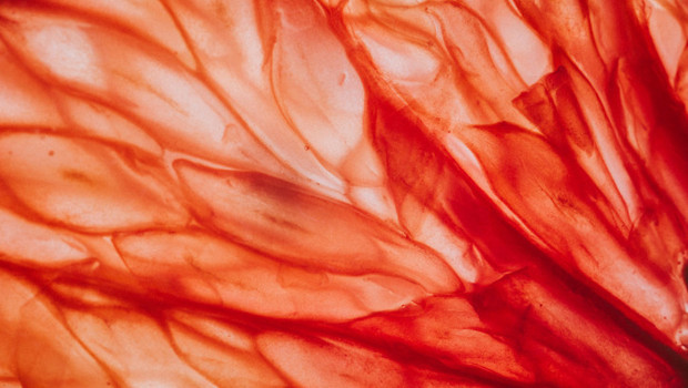 Bu kişiler asla yememeli! Yıllarca zayıflattığı söylendi ama yanlış mıydı?