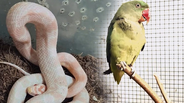 Bursa'da Kaçak Hayvan Ticareti: 2 Papağan ve 1 Yılan Ele Geçirildi mi?