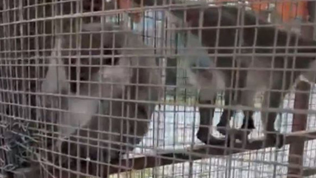 Denizli'de özel havuzda 3 örümcek maymunu ele geçirildi