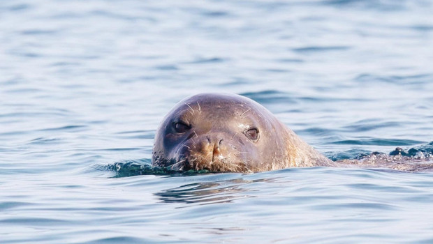 Antalya'daki Fok Yuvaları: Rant Değil Koruma Alanı mı?