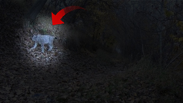 'Ormanın hayaleti' fotokapanlara yakalandı: Erzincan'da görüldü