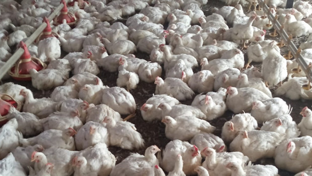 Mersin'de bir tavuk çiftliğinde kuş gribi tespit edildi