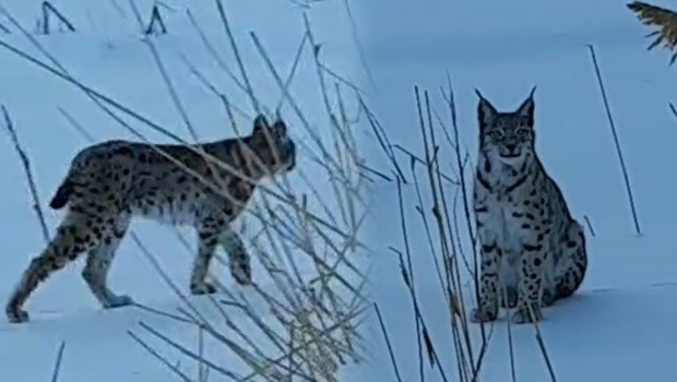 Karlı arazide dolaşırken görüldü: Köyde büyük bir heyecan yarattı