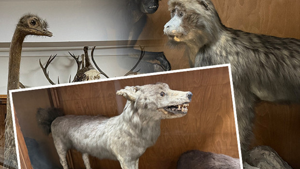 Ankara'da özel yöntemle saklanıyorlar: İkinci Dünya Savaşı'nda Alman bilim insanlarının getirdikleri ile genişledi