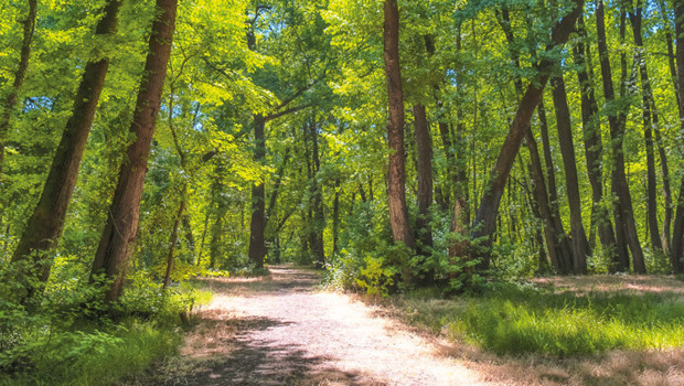 Ormanlara kadastro düzenlemesi