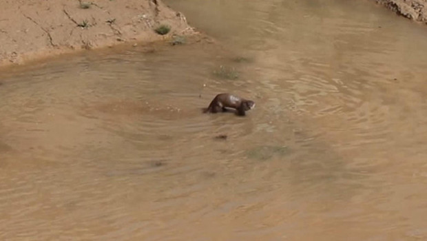 Su Samurları Oltu Çayı'nda Balık Peşinde: Erzurum'da Görüntülendi!