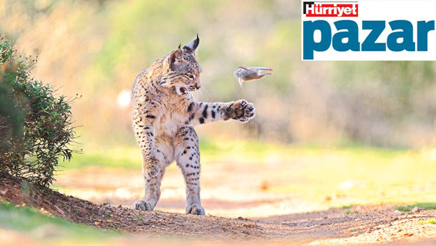 Leyleklerin Göz Alıcı Dönüşü ve Doğanın Şaşırtıcı Sırları!