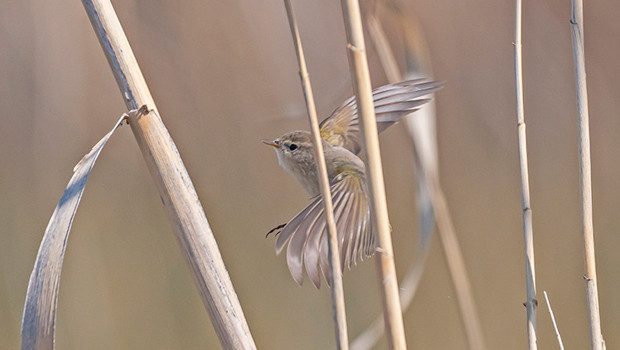 İskandinav yarımadasından Türkiye'ye geldi: Kışı Diyarbakır'da geçirecek
