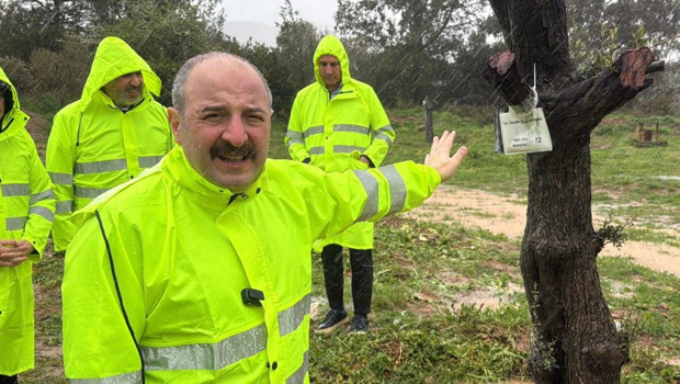 Mustafa Varank, Yeniköy termik santrali maden sahasındaki zeytin ağaçlarının taşınması sürecini yerinde inceledi