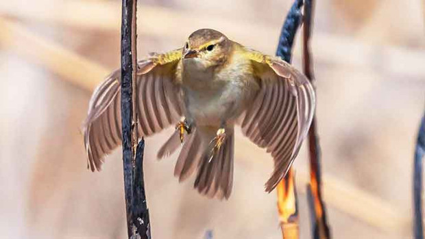Hoş geldin Çıvgın