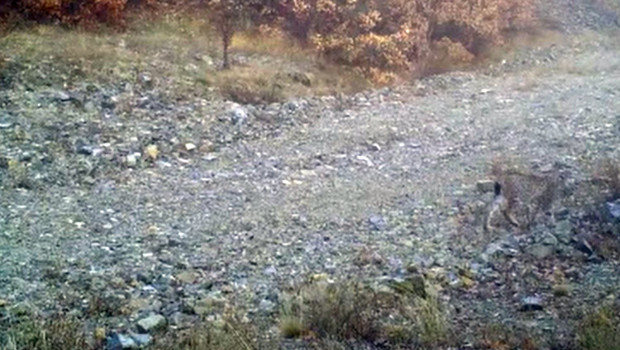 Kırmızı Listeyi Sarsan Görüntü! 'Ormanın Hayaleti' Kırıkkale'de Mi?