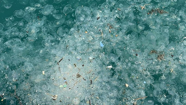 İstanbul'da yağışın ardından ortaya çıktı: Beşiktaş Sahili'nde arttı