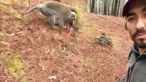 Denizli Ormanlarında Görülen Maymunun Simit İle Şaşırtan Hikayesi!