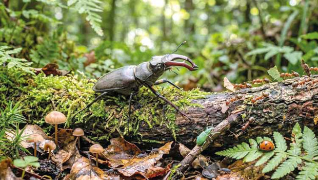 Yeşil vatana 1 milyonluk böcek ordusu
