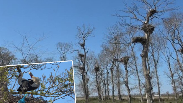 Afrika'dan 7 bin kilometre yol kat ederek geldiler: Bölgede 5 ay kalacaklar