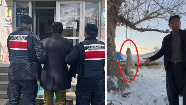Fazla yediği için köpeği katleden kişi tutuklandı