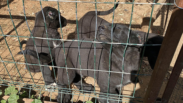 Para için yaptıkları kan dondurdu! Vatandaşın şüphesi skandalı ayyuka çıkardı: Vicdansızlara 327 bin lira ceza kesildi