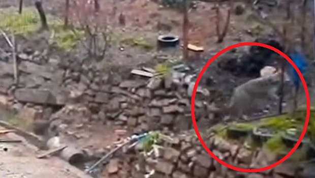 Doğada yiyecek bulamayınca mahalleye indiler