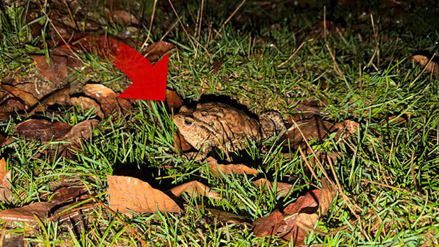 Çiftleşmek için ormandan gölete göç ediyorlar | 5 bin yıllık keşifte de rastlanmıştı