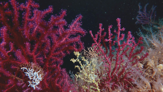 Marmara’ya mercan nakli