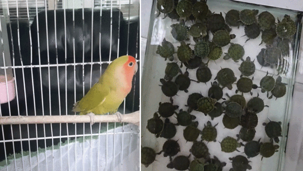 Denizli'de 14 papağan ile 150 kırmızı yanaklı su kaplumbağasına el konuldu