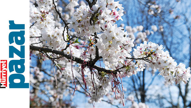 İstanbul Baharı: Renklerin Şehre Dönüşü Başladı mı?