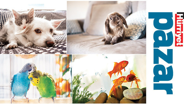 Evcil Hayvanlar Hakkında Yanlış Bilgiler Gerçekten Neler?