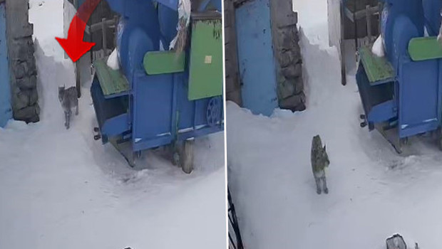 Doğanın gizemlisi köye indi: Bölgede nadiren görülüyordu