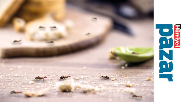 Davetsiz misafirlere karşı...