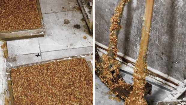 Ekipler tesadüfen fark etti! Kötü kokuların geldiği eve girilince mide bulandıran gerçek ortaya çıktı