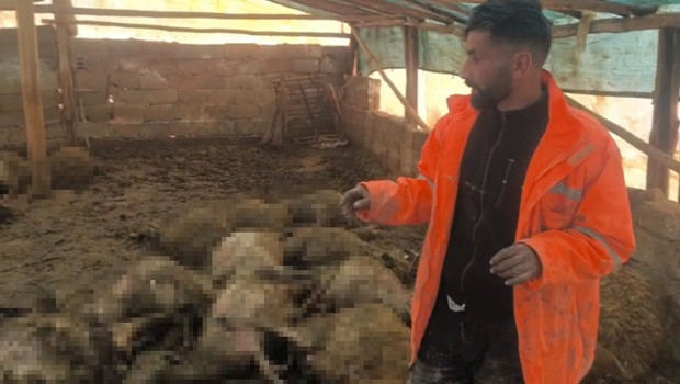 Malatya'da ağıla giren kurt, 40 koyunu öldürüp 25 koyunu yaraladı